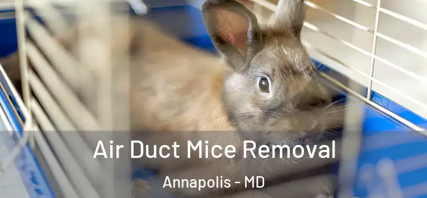 Air Duct Mice Removal Annapolis - MD